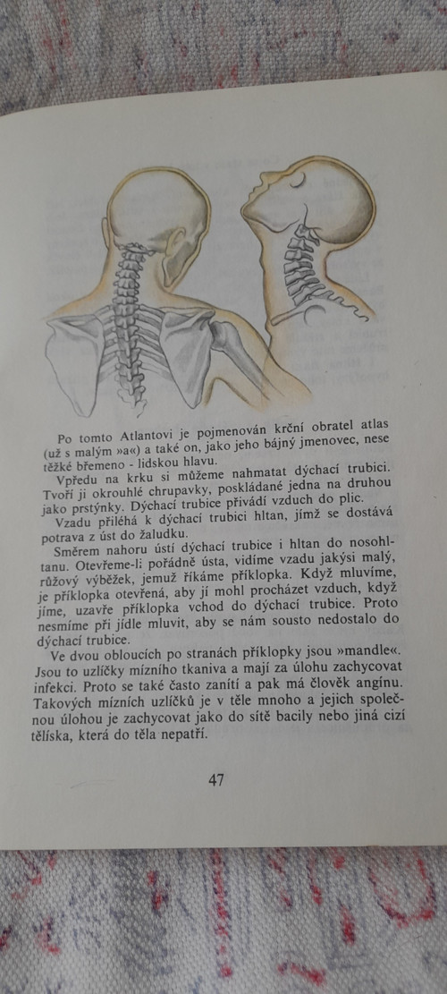 Děvčátka na slovíčko... — foto 2