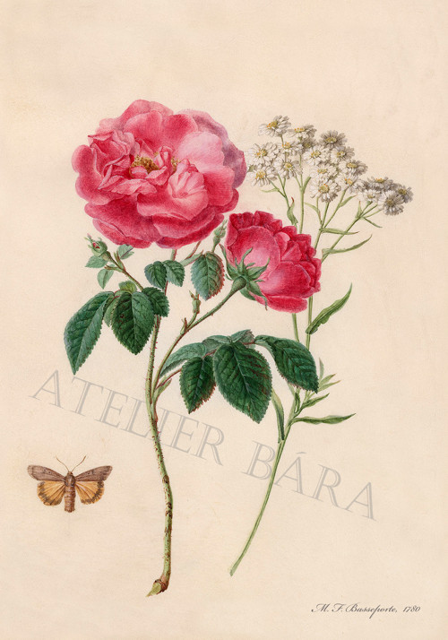Z herbáře - růže — foto 2