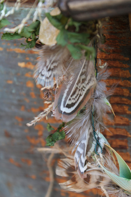 Věneček peříčkový.... — foto 6