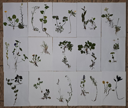 Školní herbář rostlin. — foto 4