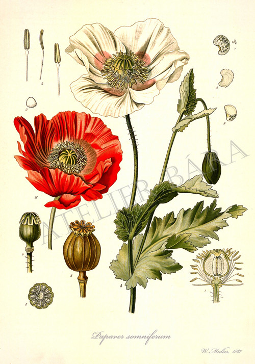 Z herbáře -mák — foto 2