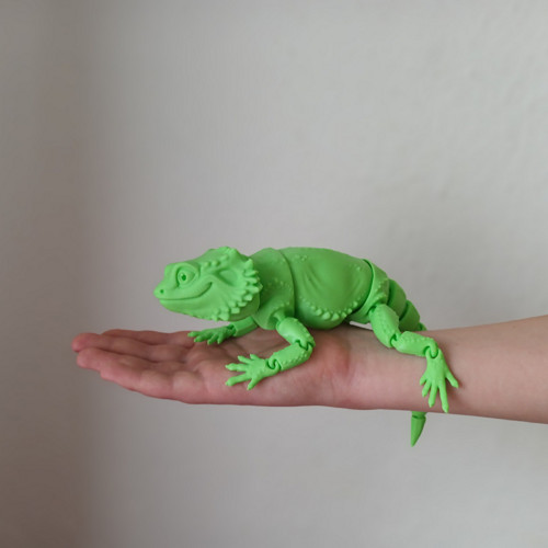 Agama vousatá — foto 4
