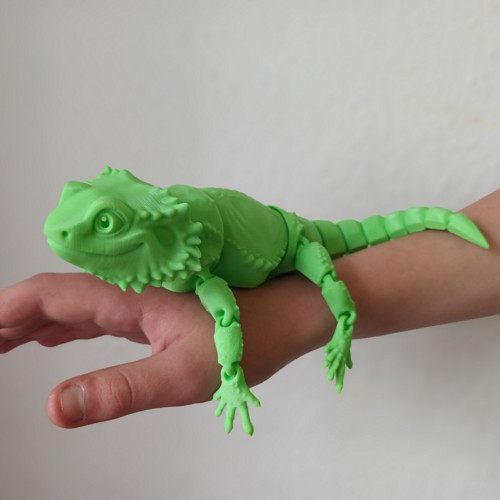 Agama vousatá — foto 3