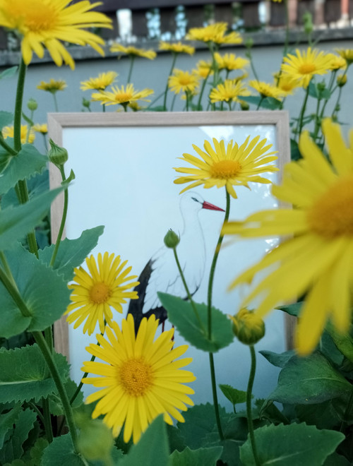 Obraz - Čáp bílý — foto 3