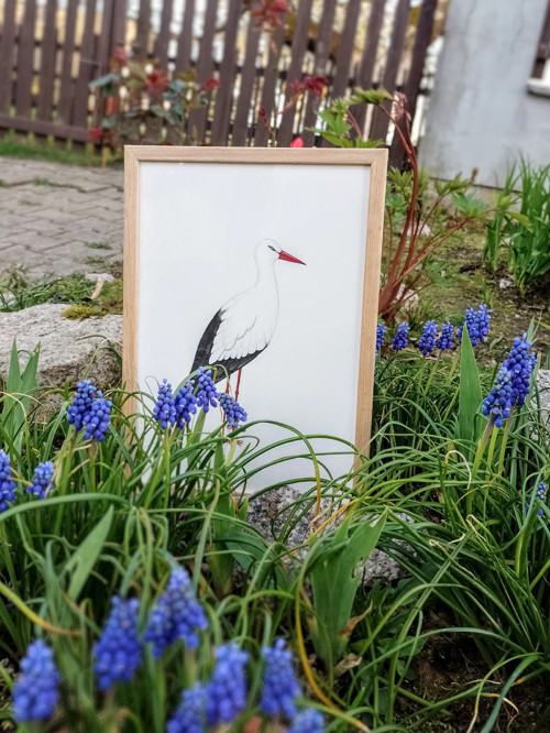 Obraz - Čáp bílý — foto 2