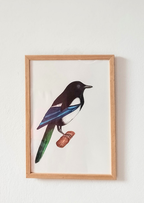 Obraz - Straka obecná — foto 2
