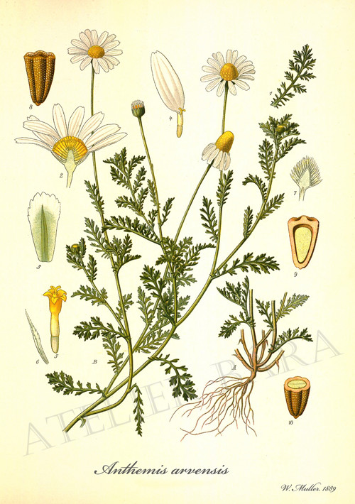 Z herbáře - rmen — foto 2