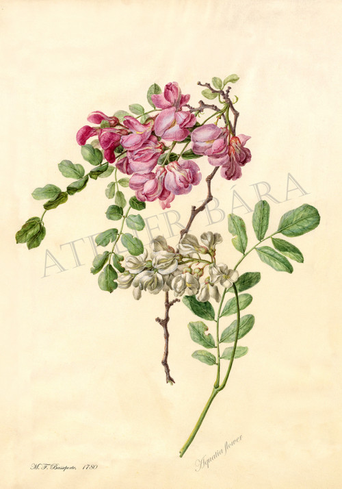 Z herbáře - wistárie — foto 2