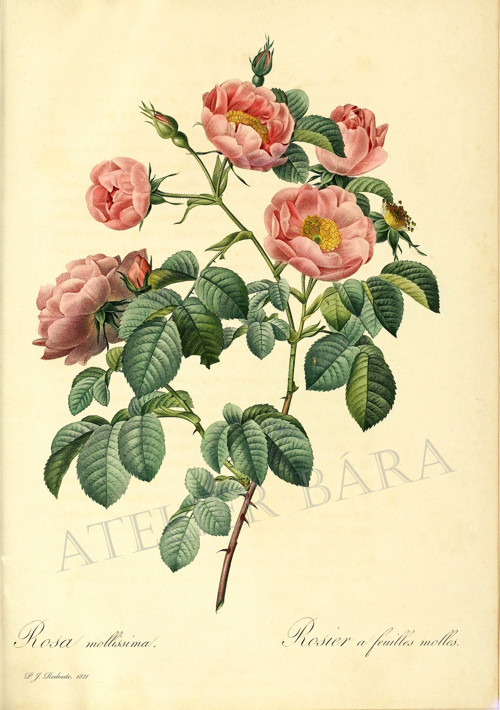 Z herbáře - růže — foto 2