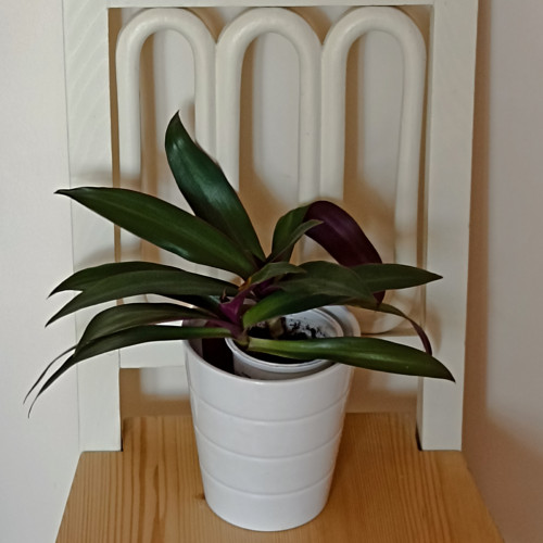 Tradescantia Spathacea — foto 2