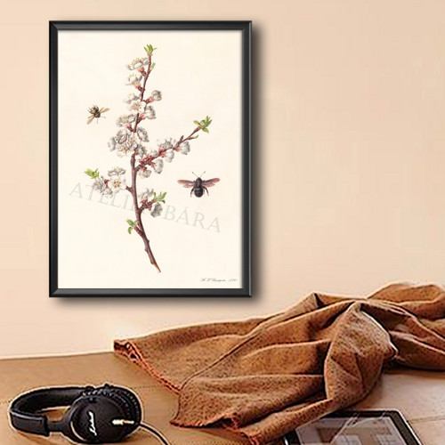 Z herbáře - třešeň — foto 5