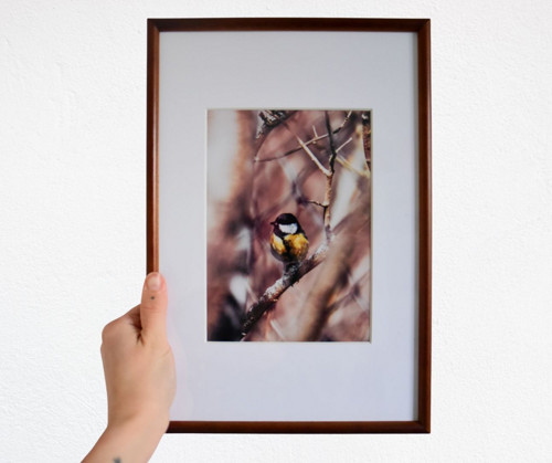 Tisk 13x18 cm v rámu: Parus major — foto 2