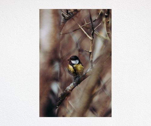 Tisk 13x18 cm v rámu: Parus major — foto 3