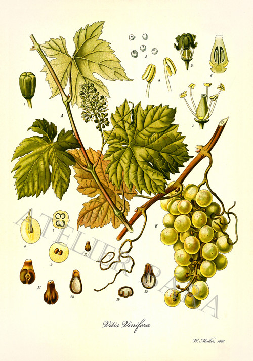 Z herbáře - vinná réva — foto 2