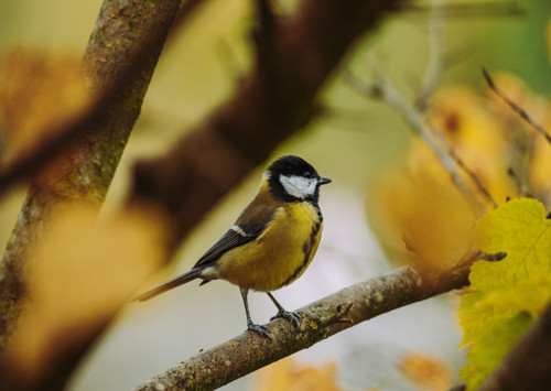 Pohlednice: Parus major na podzim — foto 2