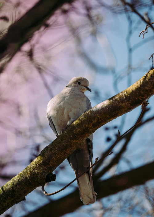 Pohlednice: Streptopelia decaocto — foto 3