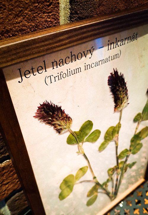 Herbářový obrázek - Jetel nachový (2) — foto 2