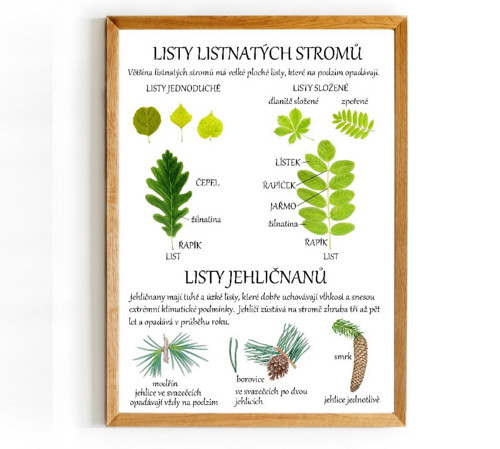 Plakát STROMY - LISTY — foto 2