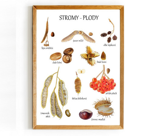 Plakát STROMY - PLODY — foto 2