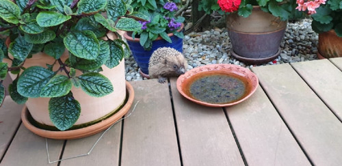 Studánka u ptačí stopy — foto 4