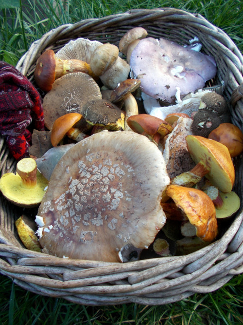 Klouzek a holubinky v octě, 300 gramů — foto 5