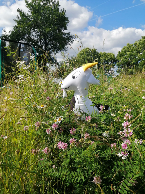 Kozlík Matěj — foto 3