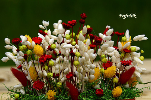 Zahrádka s margaretkami .. — foto 3