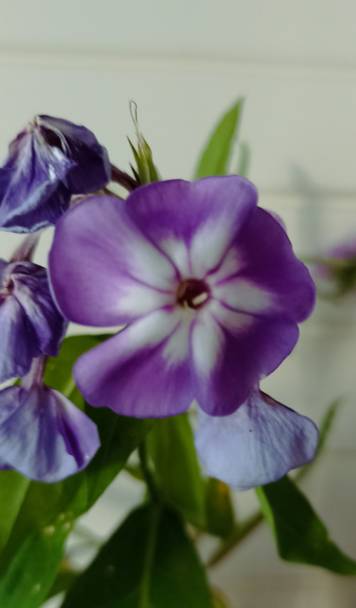Phlox paniculata — foto 2
