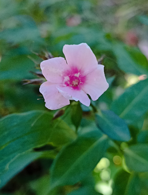 Phlox paniculata — foto 3