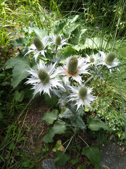 Máčka obrovská — foto 2