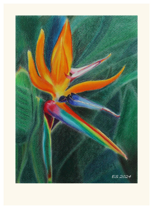 Strelicie — foto 2
