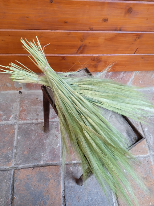 Sušené trávy luční , ječmen — foto 4