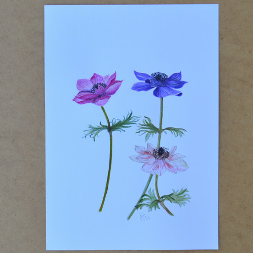 Originál, akvarel - anemonky- 29,5 x 21cm — foto 5