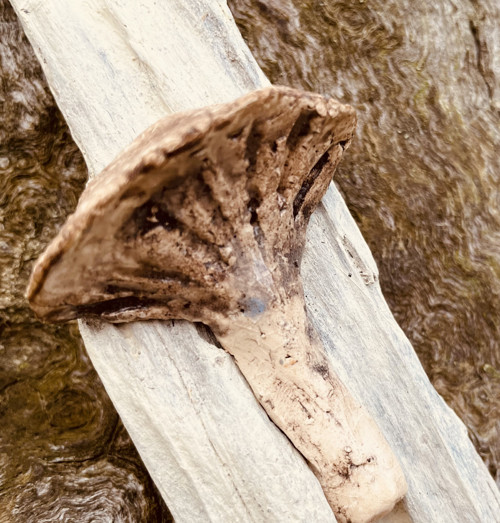 Kramika A Driftwood, Houbičky — foto 4