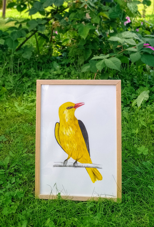 Obraz - Žluva hajní — foto 3