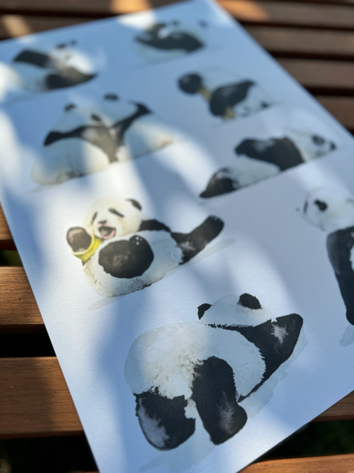 Pandy - akvarel, tisk A3 — foto 2