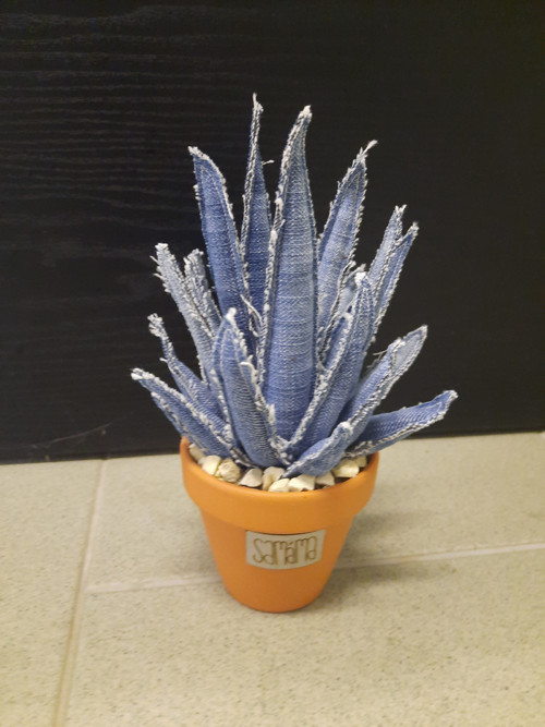 Aloe Vera — foto 2