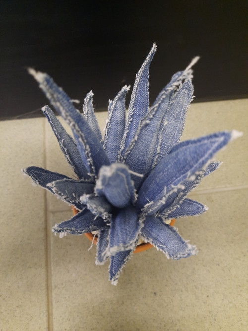 Aloe Vera — foto 4