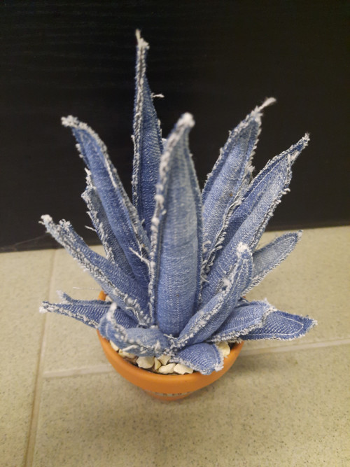 Aloe Vera — foto 3