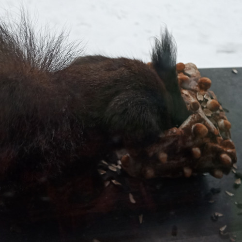 Krmítko pro ptáčky a veverky — foto 5
