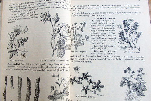 Rostlinopis — foto 2