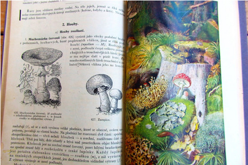 Rostlinopis — foto 5