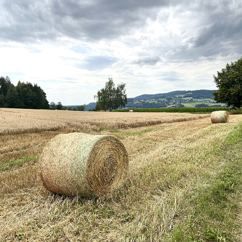 Zlaté pírko — foto 4