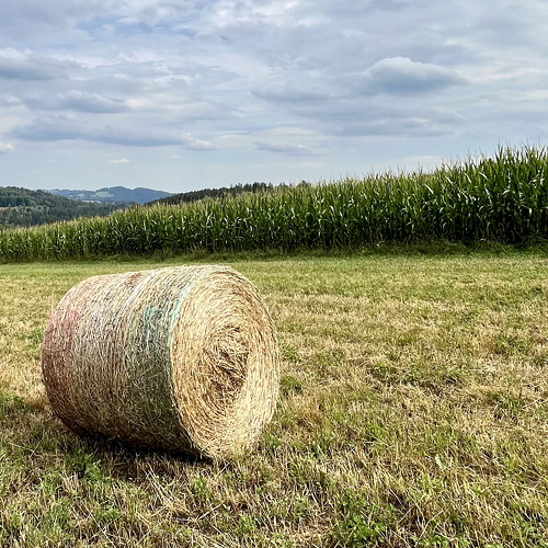 Zlaté pírko — foto 5