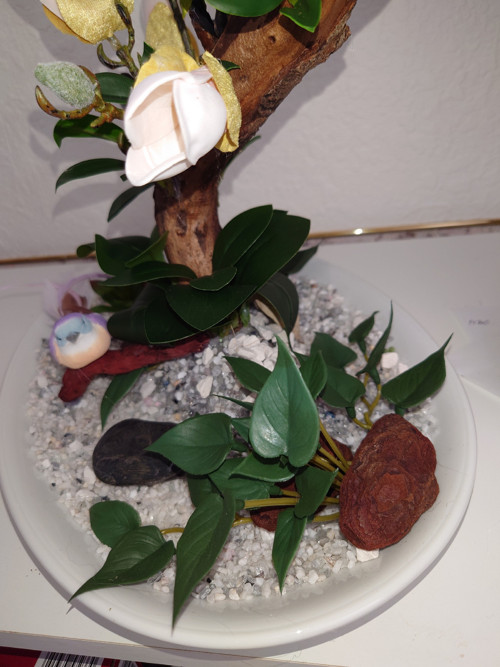 Magnolie bílá - strom — foto 3