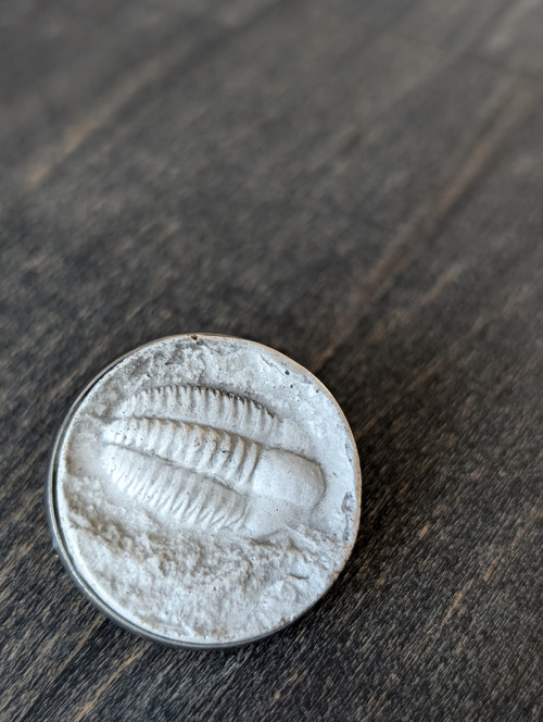 Bílý Trilobit — foto 3