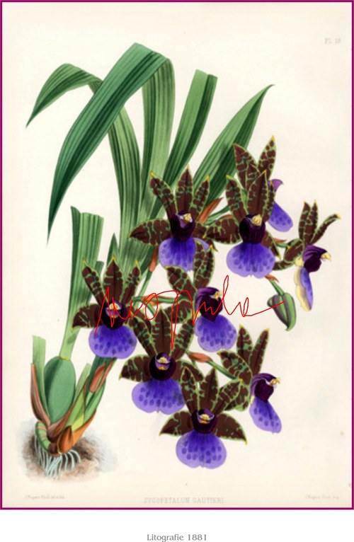 Orchiddeje II — foto 2