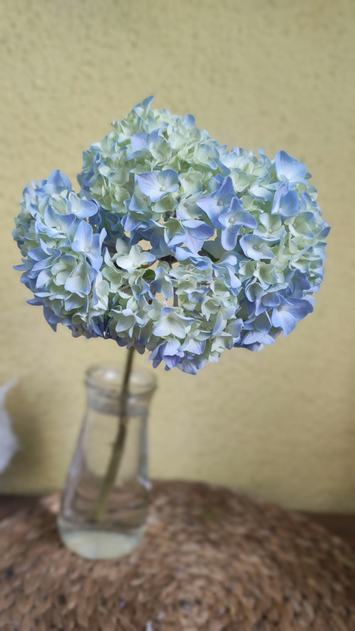 Hortenzie SEN blankytná ,,na modrém obláčku,, — foto 3