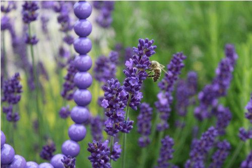 Levandulové dřevěné korále MINI — foto 4
