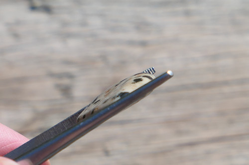 Jaspis dalmatin (23 mm) V466 — foto 2
